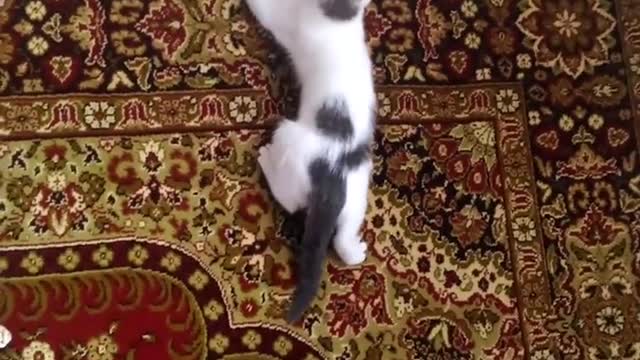 Russian cat spider-man