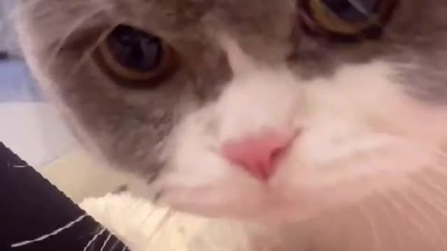 Funny cats meowing and talking! Cat meowing