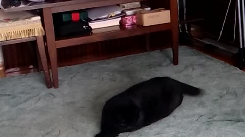 A fat Lazy cat