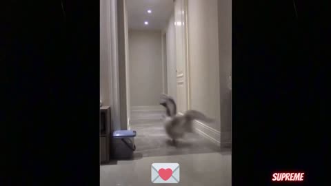 Funny Cute Cat Fight 🤣