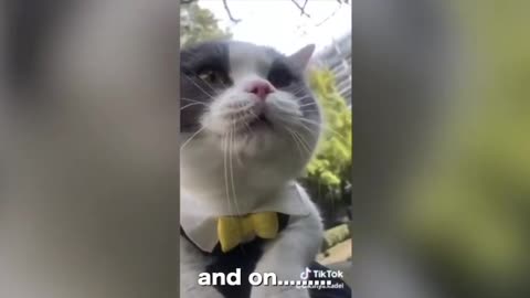 Funny call cat 🤩