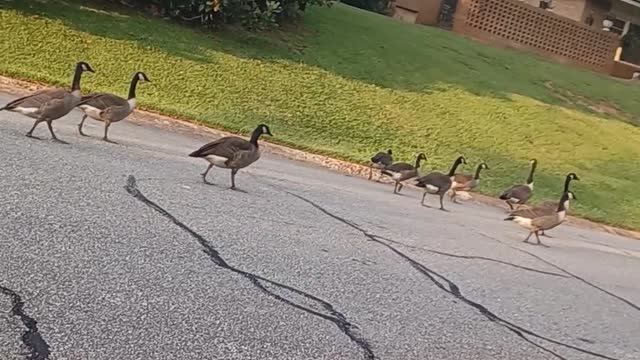 Duck on some cool evening walk, family duck quaking and enjoying the sunset.