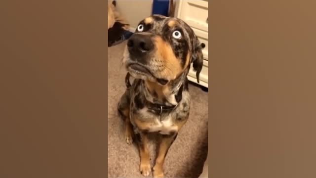 Funny Animal Videos 2022 😂 - Funniest Cats And Dogs Video