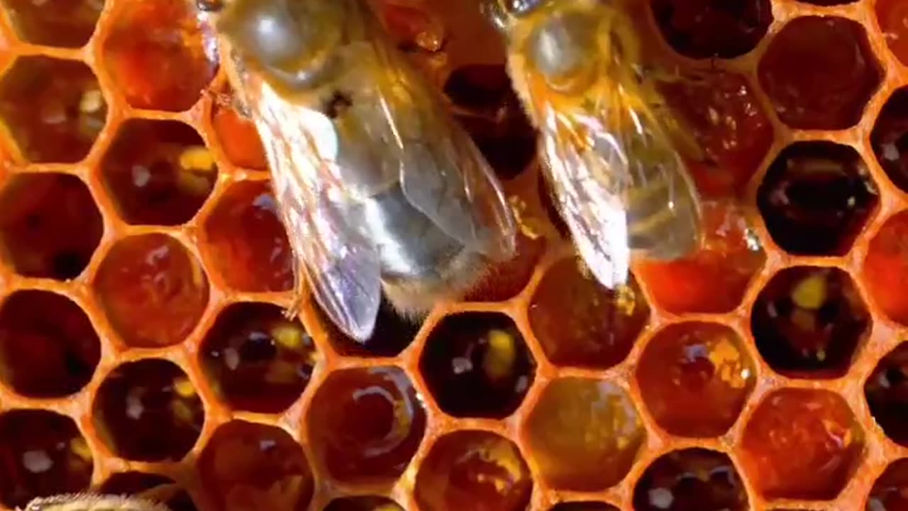 No Fruits Without Trees And No Honey Without Bees #shorts #shortvideo #video #virals #videoviral