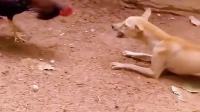 It was a dog versus a chicken