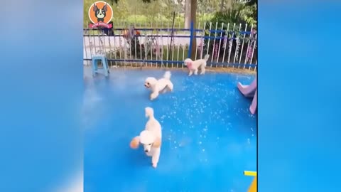 Funny Animals 2021 - Cute Dogs Doing Funny Things Funny Dogs