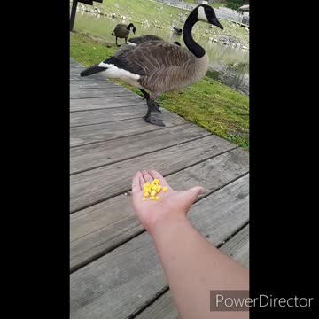 Feeding Geese Corn