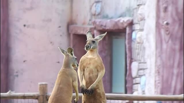 A kangaroo that loves to fight