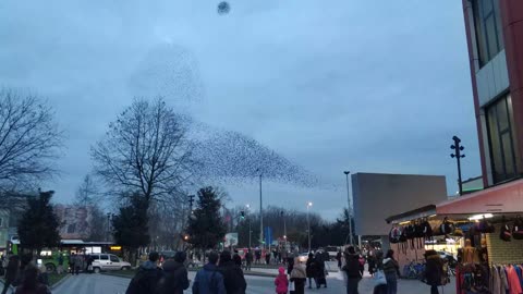 A beautiful scene for a group of birds