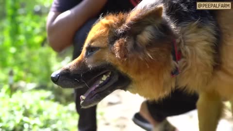 In dono german shepherd dogs ki dosti dekh, aap smile kiye bagair nahi reh payenge