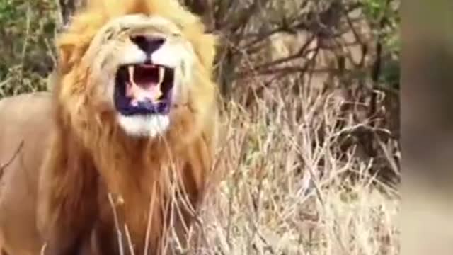 Funny animal
