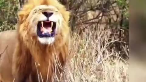 Funny animal