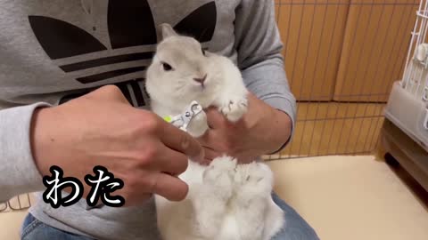 Rabbit Clipping Nails