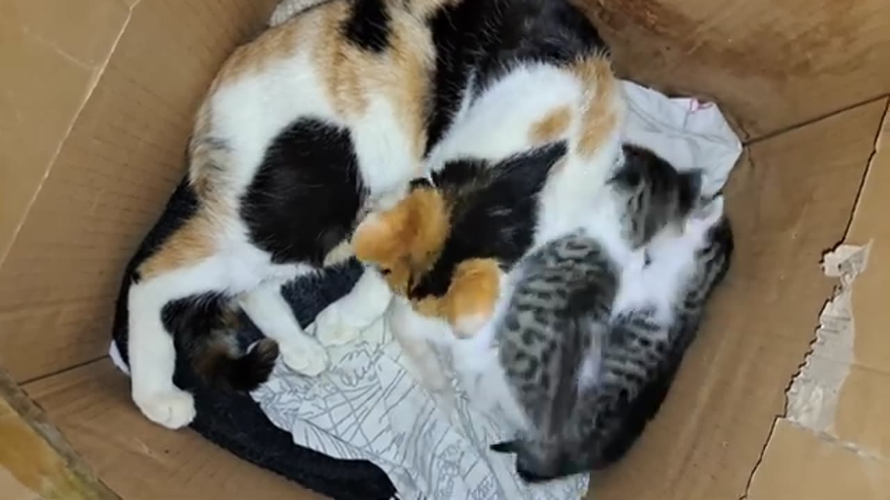 Little Kittens playing. These Kittens are so cute 😍