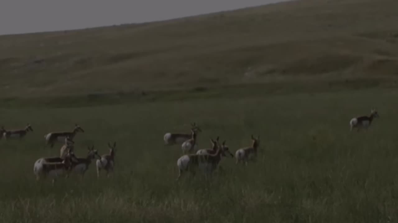 Pronghorns