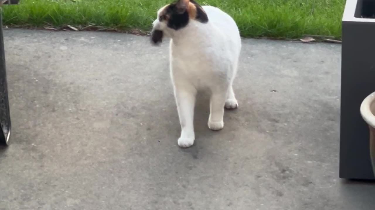 Cat Catches A Vole