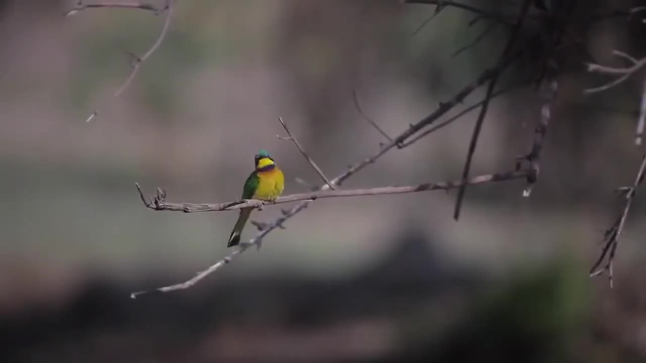 Amazing birds in Ethiopia