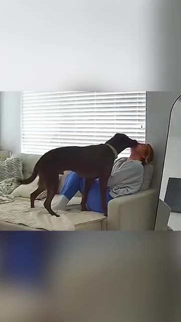 Dog Has Cutest Way Of Apologizing To Mom