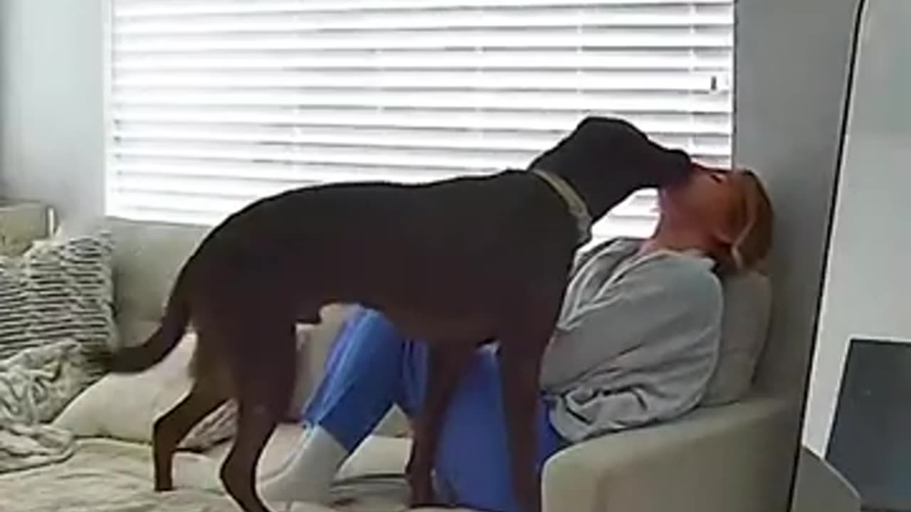 Dog Has Cutest Way Of Apologizing To Mom