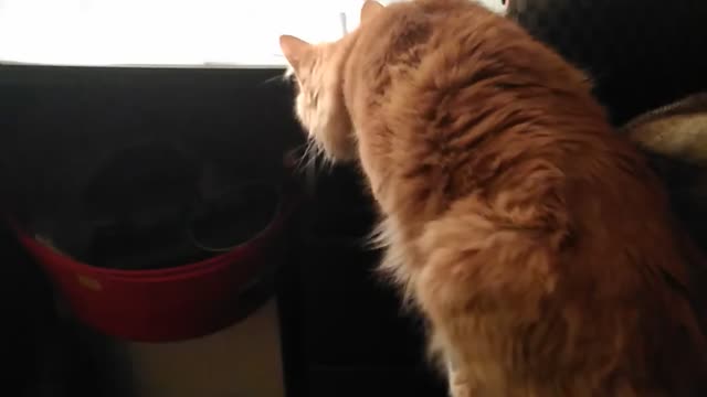 cat meets snake