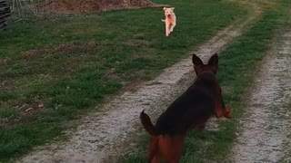 Klutz & Chi Chi playing King of the Hill