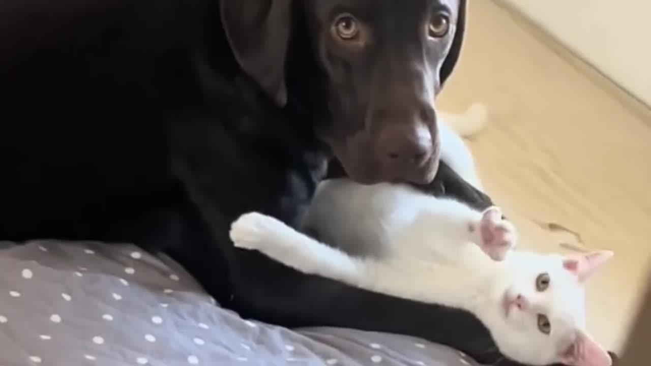 Cat vs dog