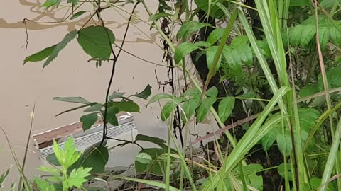 soft-shelled turtle