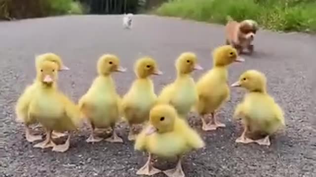 Funny Animal Videos - Awesome Funny Pet Animals | Cute Animals | Super Funny Dog Videos