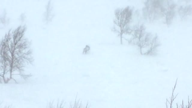 Wolverine attack on reindeer in Indre Troms (Norway)
