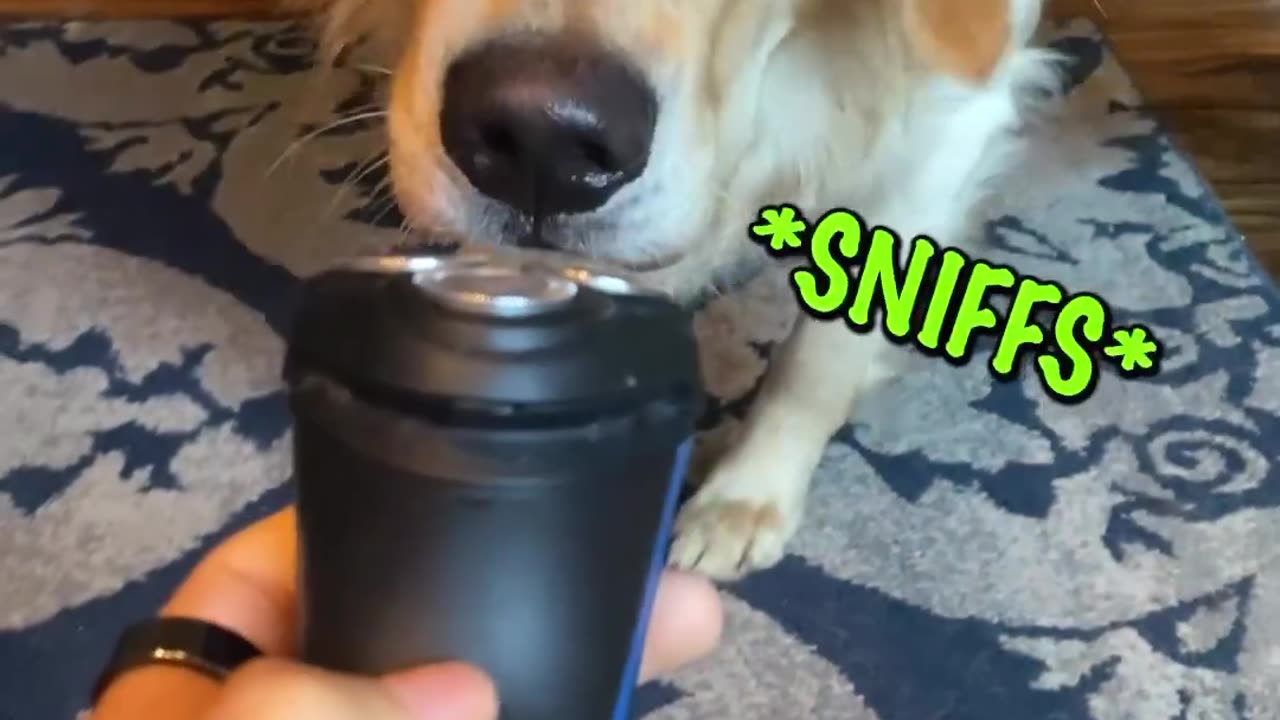 Hilarious "Invisible Treat" Dog Prank Gone Wrong 🐕😅