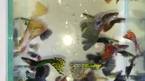 guppy ornamental fish