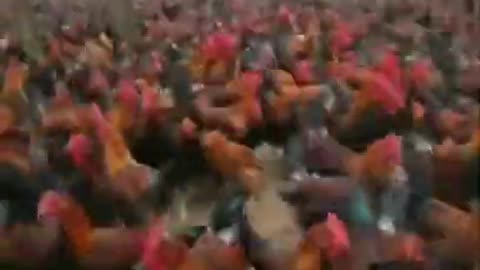 raising chicken