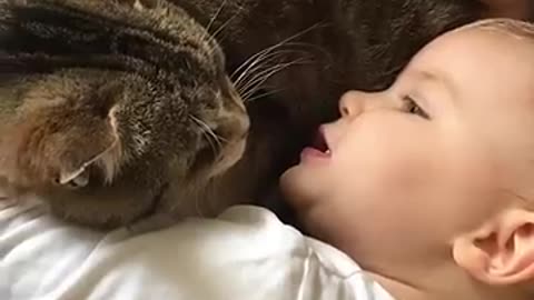 Funny cat and baby moment