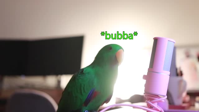 Cute bird talking into Microphone