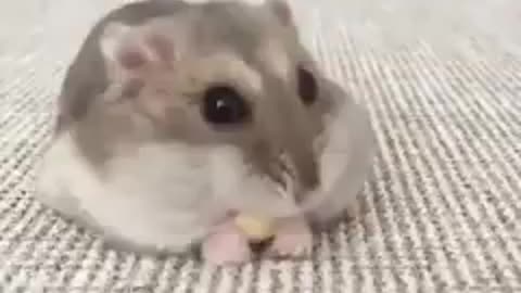 Hamster eating while tracing