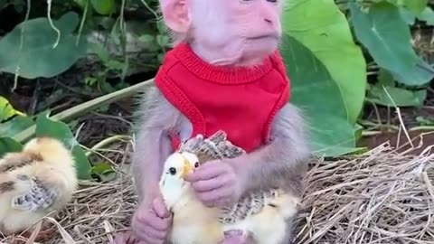 adorable monkey