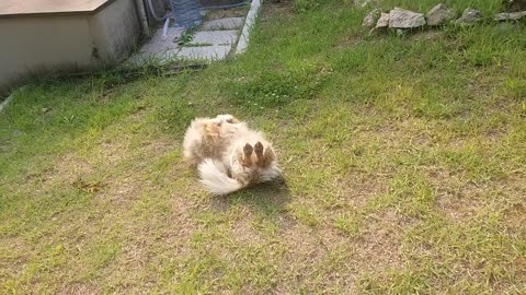 Puppy crawling the ground