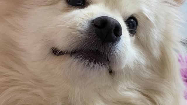 A puppy waiting for a snack.
