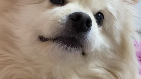 A puppy waiting for a snack.