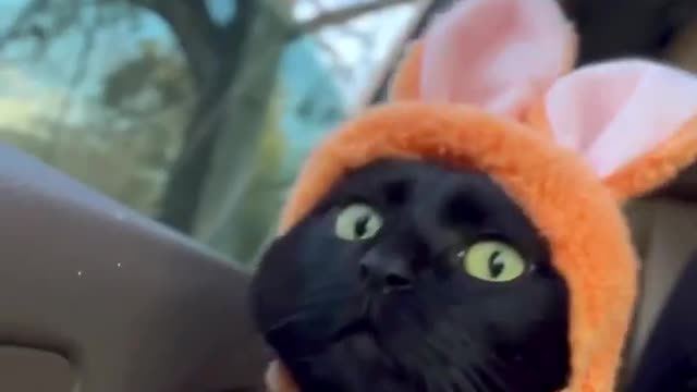 Adorable bunny cat