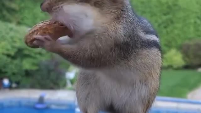 Funny Squirrel Can't Eat a nut.