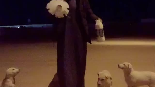 Rumble / Animals / Little dogs respond to their owner with a flute