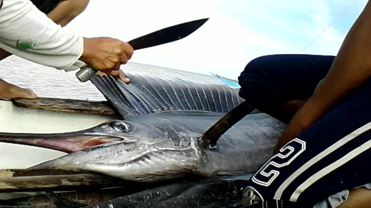 BLACK MARLIN CATCHED