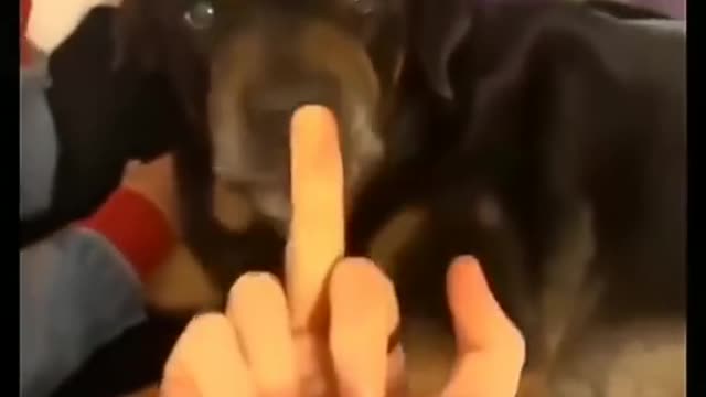 Middle finger 🤞 dog funny video .dog got angry