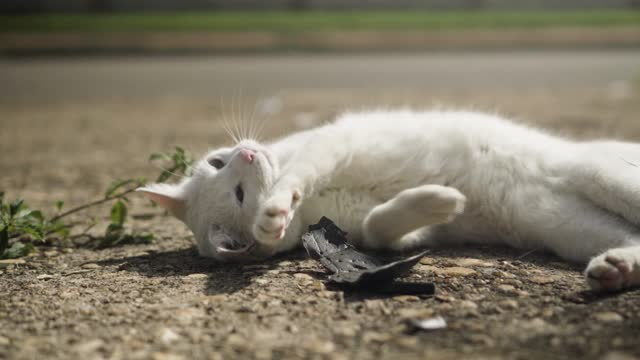 Lovely cat