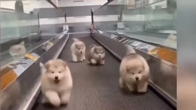 Dog playing on the treadmill enjoying there life