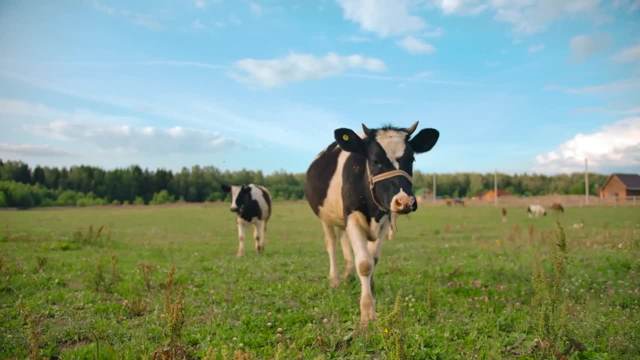 Cow walking in green field