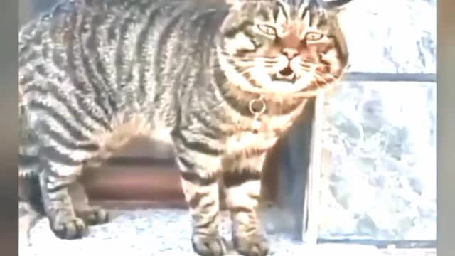 Cute cat and 🐕 funny cat videos.