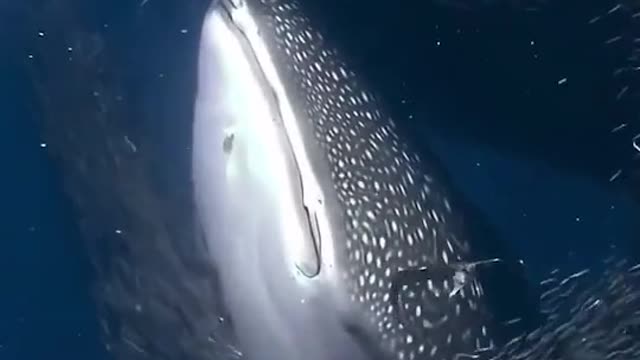 Whale shark