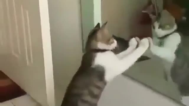 very funny cats in amazing videos